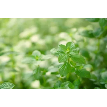 Lawn Grass